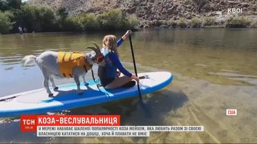 Коза-веслувальниця: у Мережі набуває шаленої популярності рогата, яка любить кататися на дошці