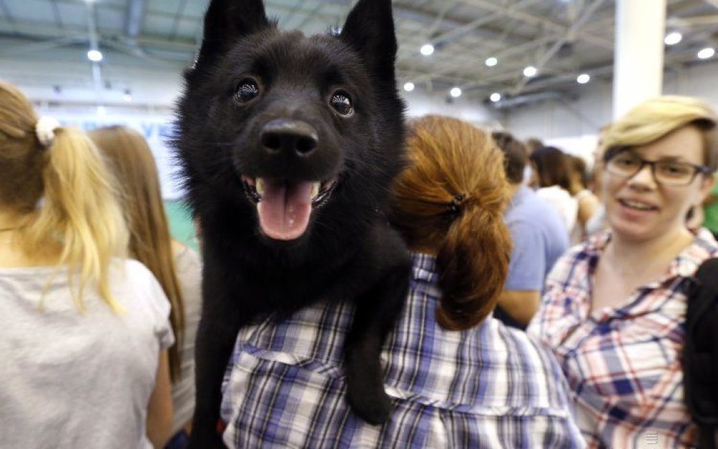 Пес улыбается на Международной выставке собак всех пород в Киеве / © УНИАН
