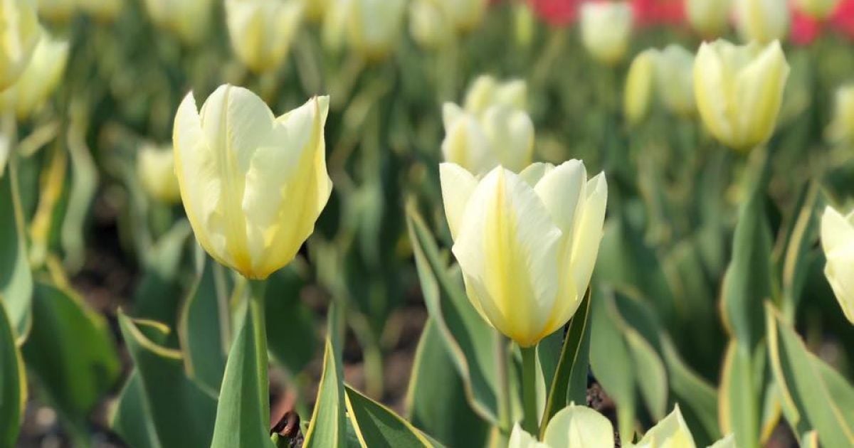 У Києві на Співочому полі відкрилась виставка тюльпанів_9 / © Нове Співоче поле
