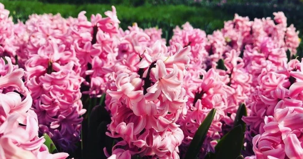 У Києві на Співочому полі відкрилась виставка тюльпанів_13 / © Нове Співоче поле