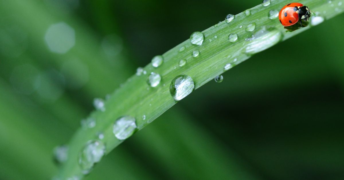 Повалені дерева та пластик у воді: у Дніпрі негода накоїла біди