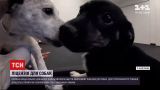 Новини світу: у Німеччині вирішили ліцензувати усіх домашніх собак