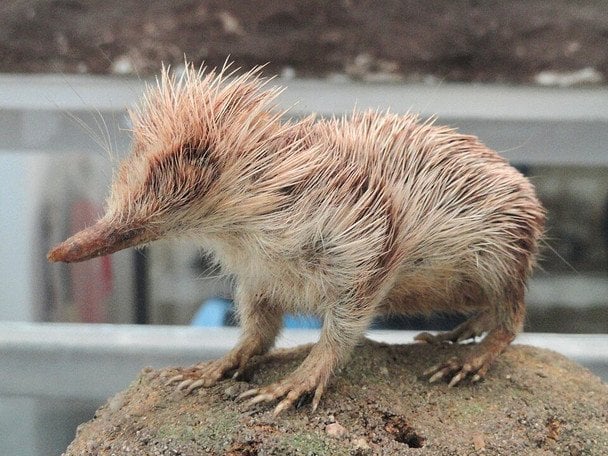 Hemicentetes semispinosus Фото wikimedia