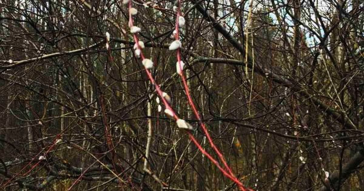 Вербові котики у січні