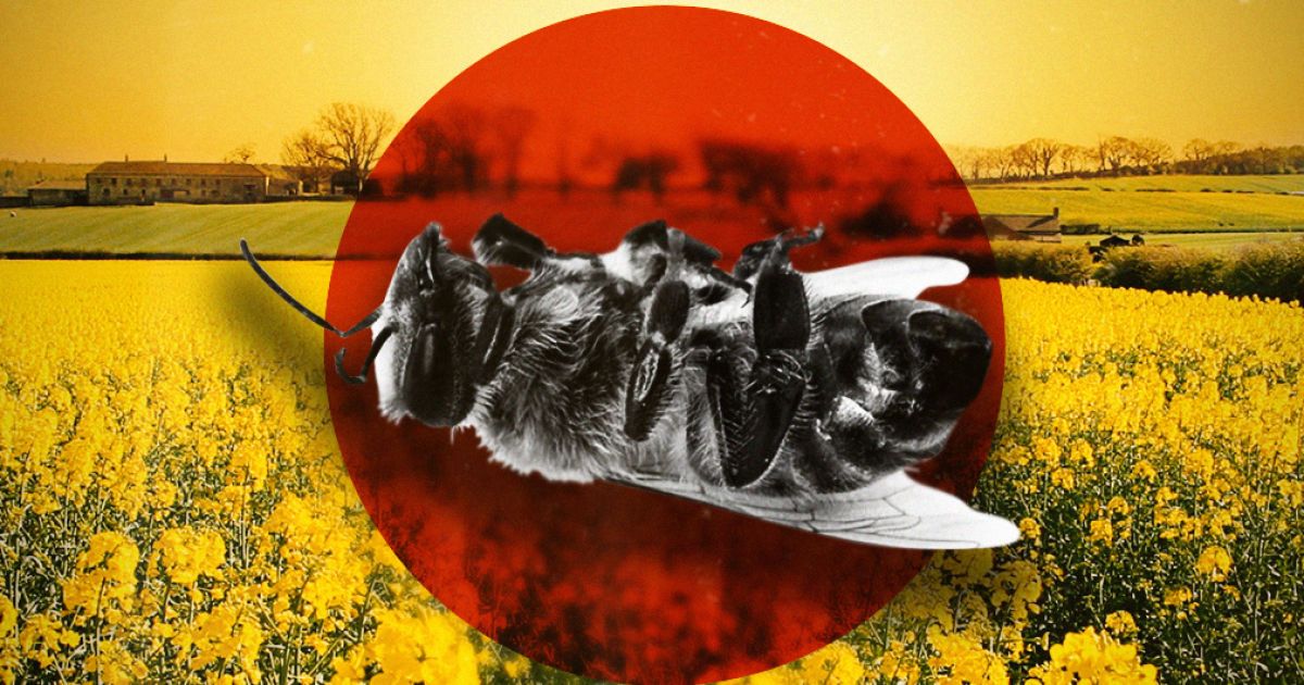 Хімічна атака без попередження. В Україні масово гинуть бджоли через оброблення полів сильними інсектицидами