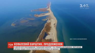 "Кефалевый янтарь": какой ущерб государству наносит неконтролируемый вылов кефали в Одесской области