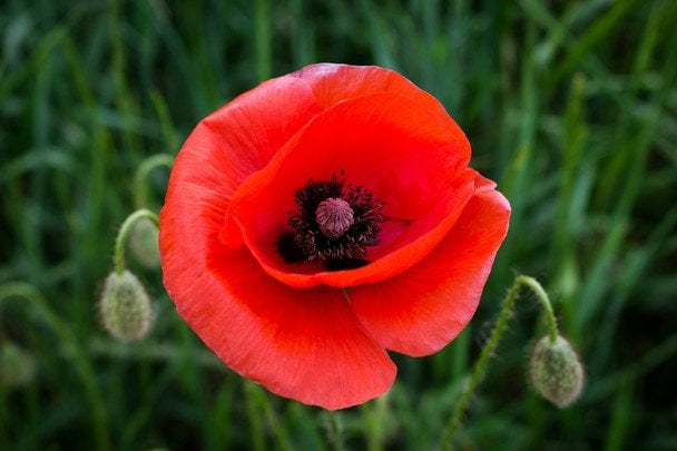 22 июня в Украине День скорби и памяти жертв войны в Украине / © unsplash.com