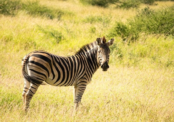 31 січня в Україні і світі святкують Міжнародний день зебри / © pexels.com