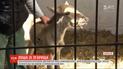 Зоозахисники врятували маленьке лоша, яке ледь не загинуло від вогню у Чорнобильській зоні