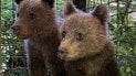 Сироти з лісу: на Синевирі рятують двох маленьких ведмежат (фото)