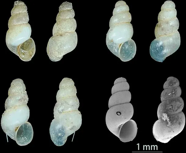 Панцирі нового виду прісноводного равлика Erhaia dijiang / © He et al., 2026.