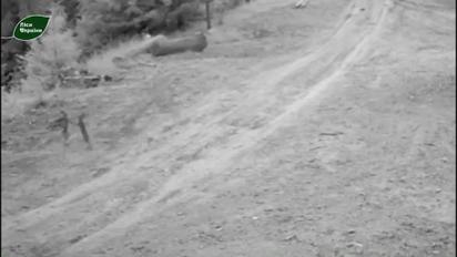На Буковині зняли кумедне відео бійки двох зайців