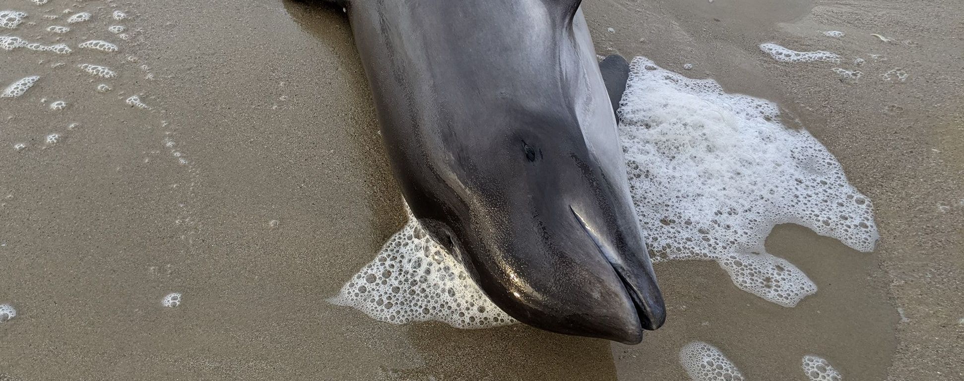 В Одессе на побережье нашли мертвого дельфина и рыбу: опубликовали фото