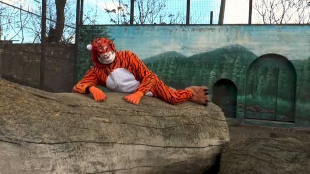 В Одессе директор зоопарка переоделся в тигра и хватал женщин за ягодицы