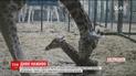 У Британії зафільмували народження жирафеня рідкісного підвиду