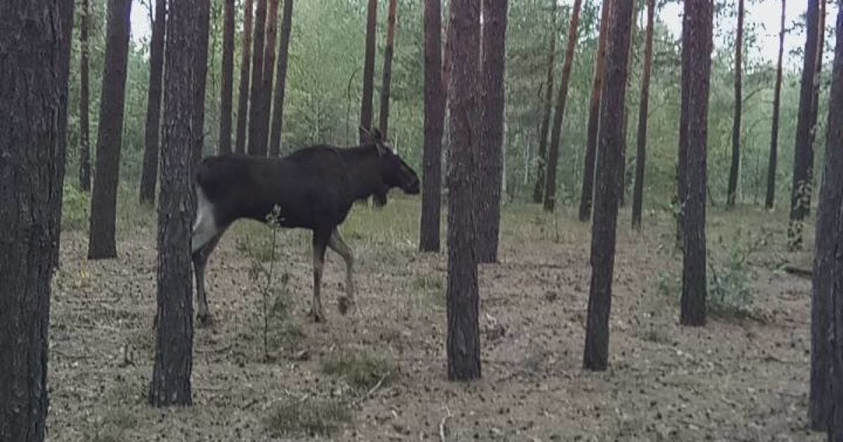 Операция по спасению лося / © Киевская служба спасения