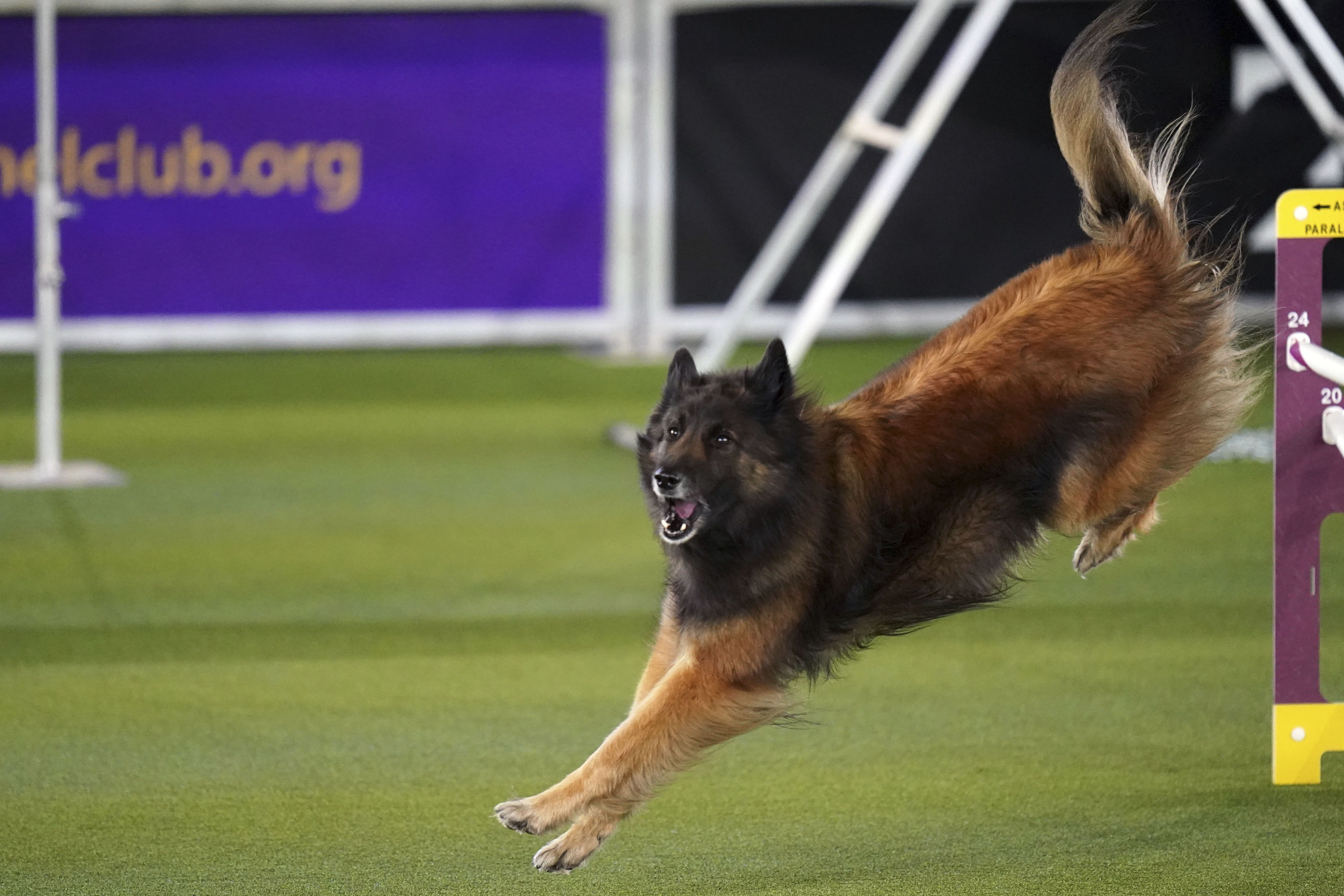 Бельгийский тервюрен / © Associated Press