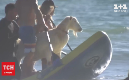 У Каліфорнії власник цапа навчив його підкорювати хвилі на дошці