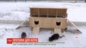 На одесском пляже установили двухэтажный домик для бездомных кошек