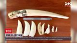Столичные таможенники обнаружили в свертках бивень моржа и зубы кашалотов