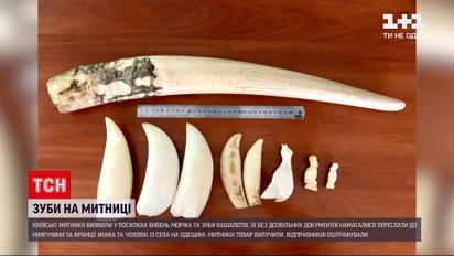 Столичні митники виявили у пакунках бивень моржа та зуби кашалотів