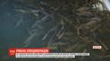 Массово зарыблять водоемы начали в Одесской области
