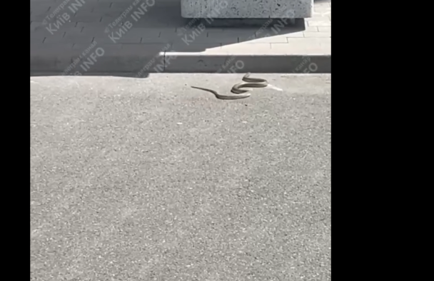 Уже в Киеве. Скриншот с видео
