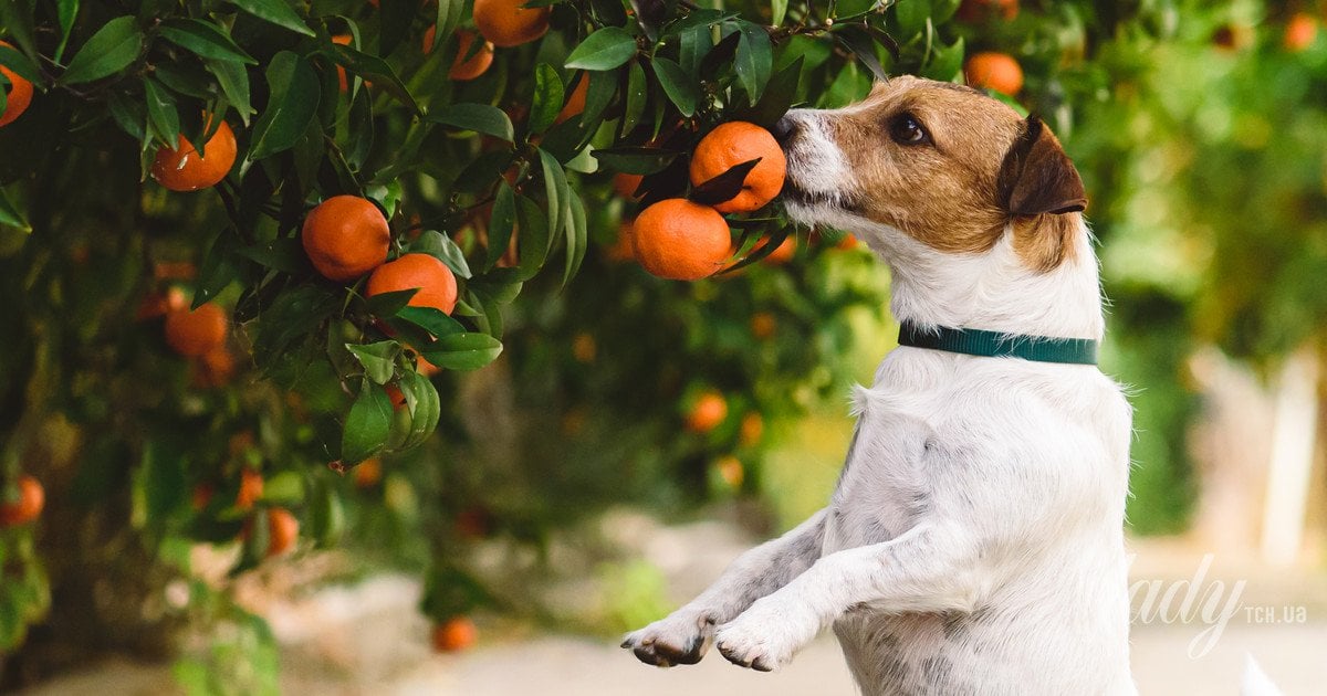 Собака і мандаринове дерево