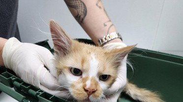 врятовані коти після прильоту в Києві_1 / © Kyiv Animal Rescue Group