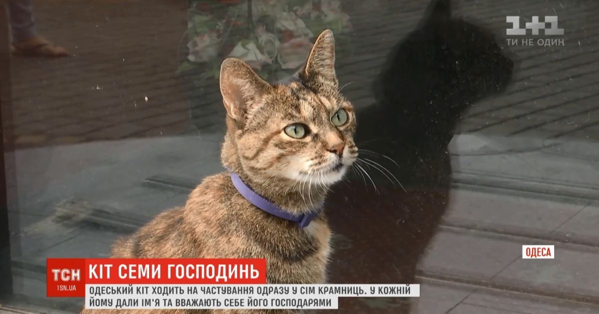 Серця людей у центрі Одеси полонив кіт, що має сім імен і приносить успіх