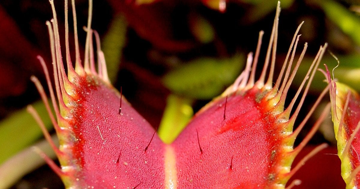 Венерина мухоловка. Фото: Noah Elhardt/CC BY-SA 2.5