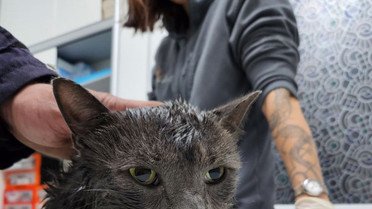 врятовані коти після прильоту в Києві_7 / © Kyiv Animal Rescue Group