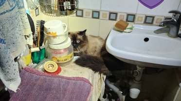 врятовані коти після прильоту в Києві_5 / © Kyiv Animal Rescue Group