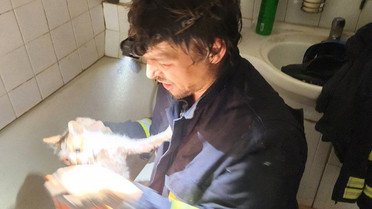 врятовані коти після прильоту в Києві_3 / © Kyiv Animal Rescue Group