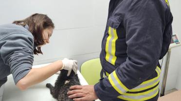 врятовані коти після прильоту в Києві_4 / © Kyiv Animal Rescue Group