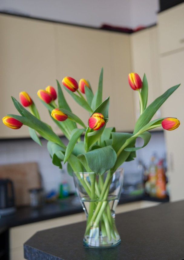 Як доглядати за тюльпанами у вазі