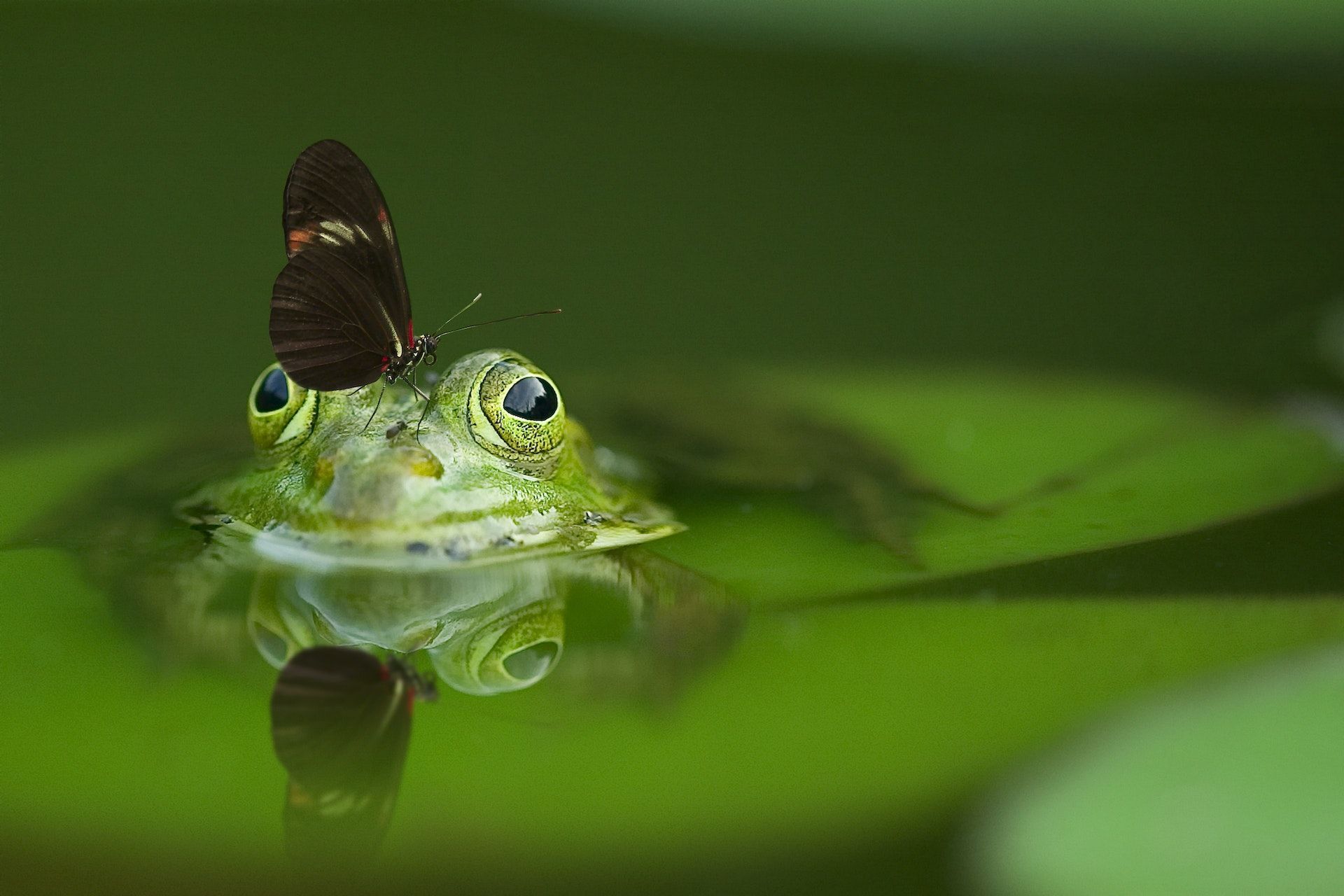 22 травня почути квакання жаб до багатого врожаю вівса / © Pexels