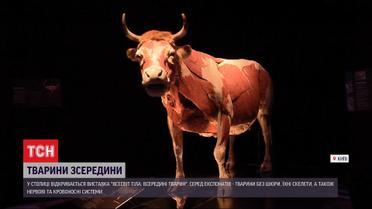 Мрія біолога: у Києві відбудеться виставка бальзамованих тварин