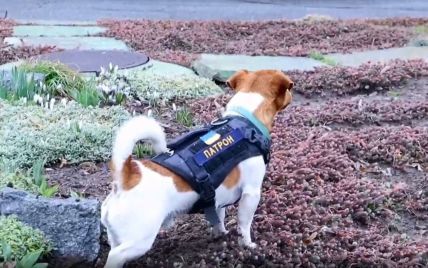 "Патрон на связи": на Черниговщине пес разыскивает взрывчатки и помогает разминировать территорию (видео)