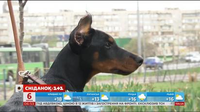 В Украине за жестокое обращение с животными будут сажать в тюрьму