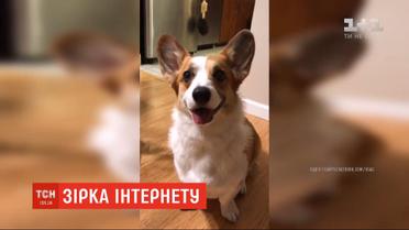 Сеть подорвало видео, на котором собака приносит пиво с холодильника своему хозяину