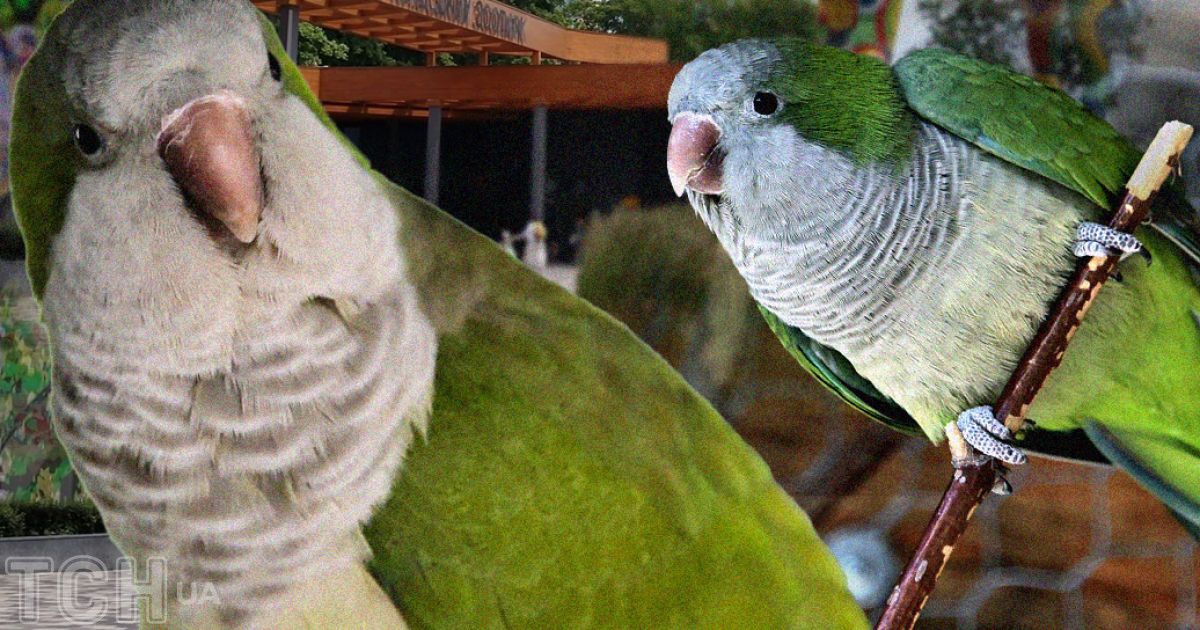 Папуга-монах, який прибився до Київського зоопарку / колаж ТСН.ua