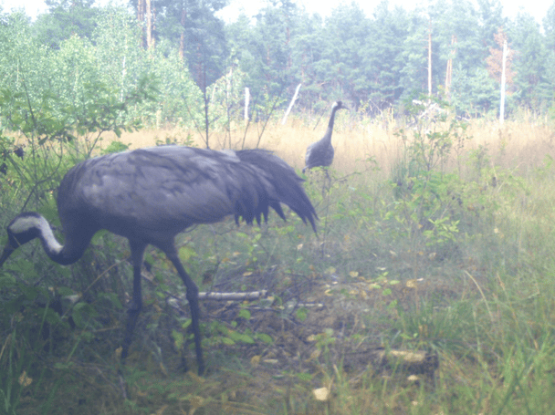 У Чорнобильському заповіднику помітили обережного господаря боліт: з’явилося фото