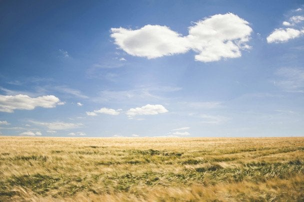19 июня утром продолжалась и богатая роса — к урожаю пшеницы. / © unsplash.com