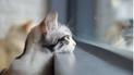 Как коты предсказывают погоду
