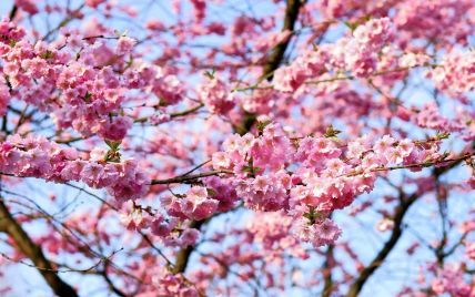 Сезон сакур: у Вінниці ніжно рожевим розквітли перші дерева