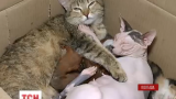 В Полтаве кошка стала мамой сразу трех осиротевших бельчат