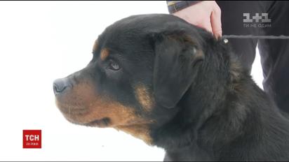 На Київщині ротвейлер врятував з пожежі жінку з двома дітьми і десяток собак