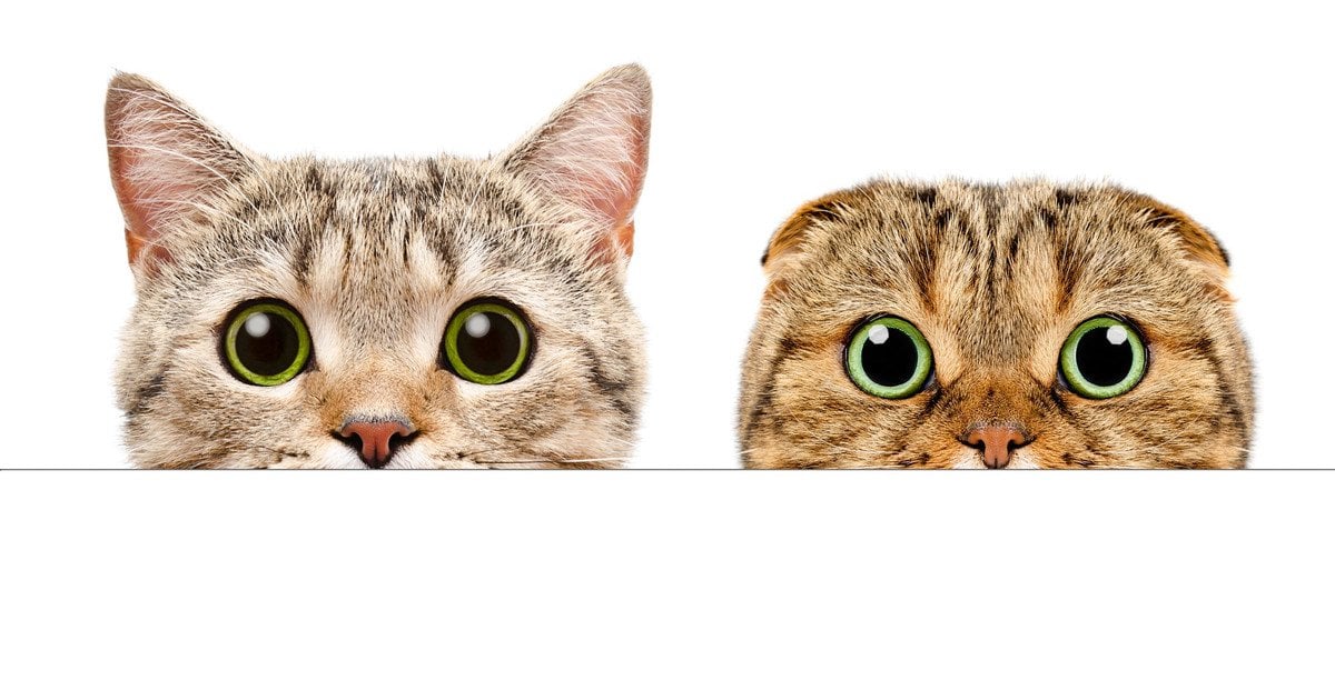 Әйнектің артындағы қыздың суреті