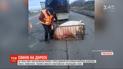 Свинья выпала из грузовика на трассе "Киев - Чоп": сразу несколько человек заявили, что животное их